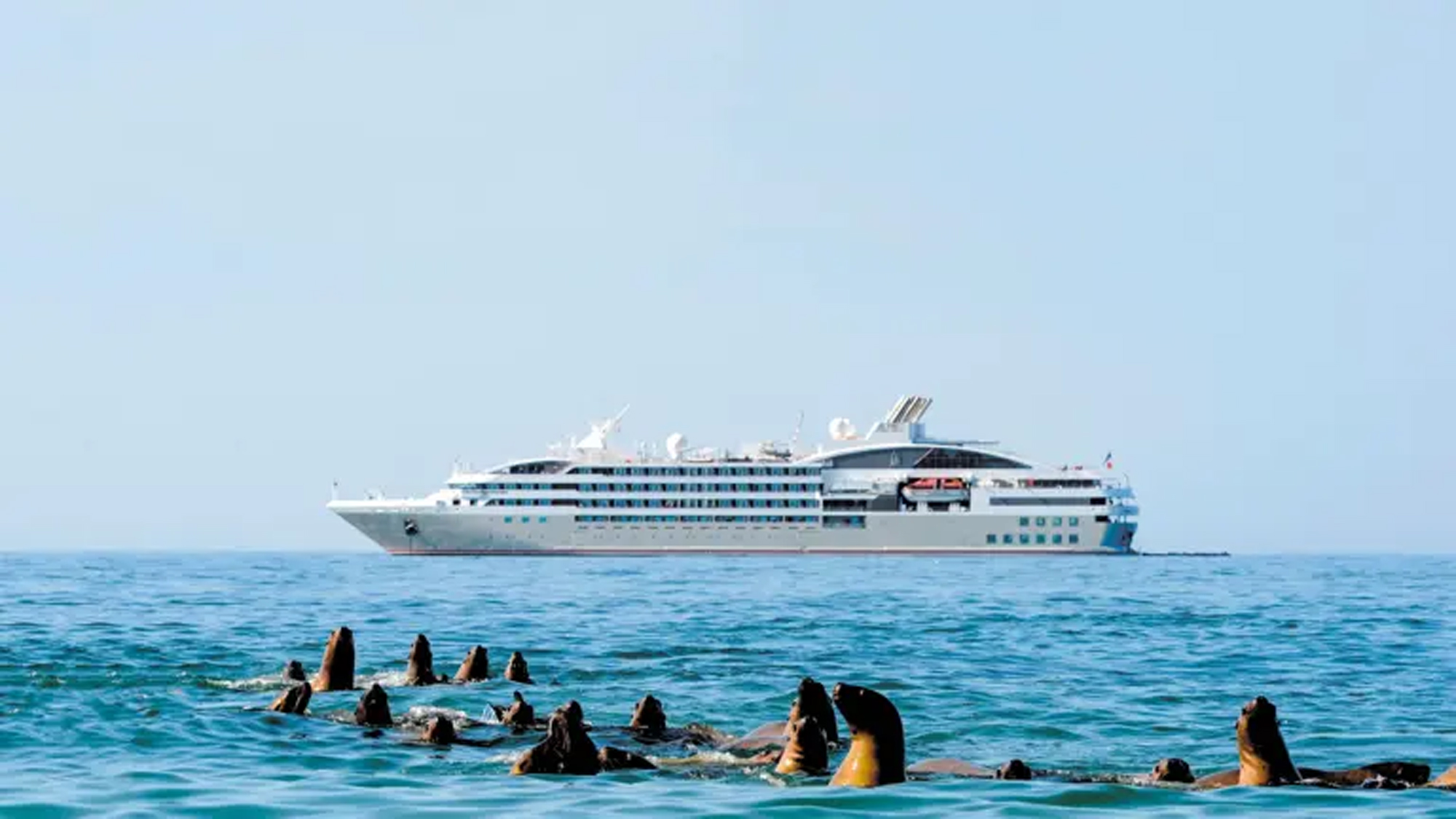 Cruise Ship and Sea Lions in Ocean Ponant cruise ship sailing in turquoise waters with sea lions swimming nearby