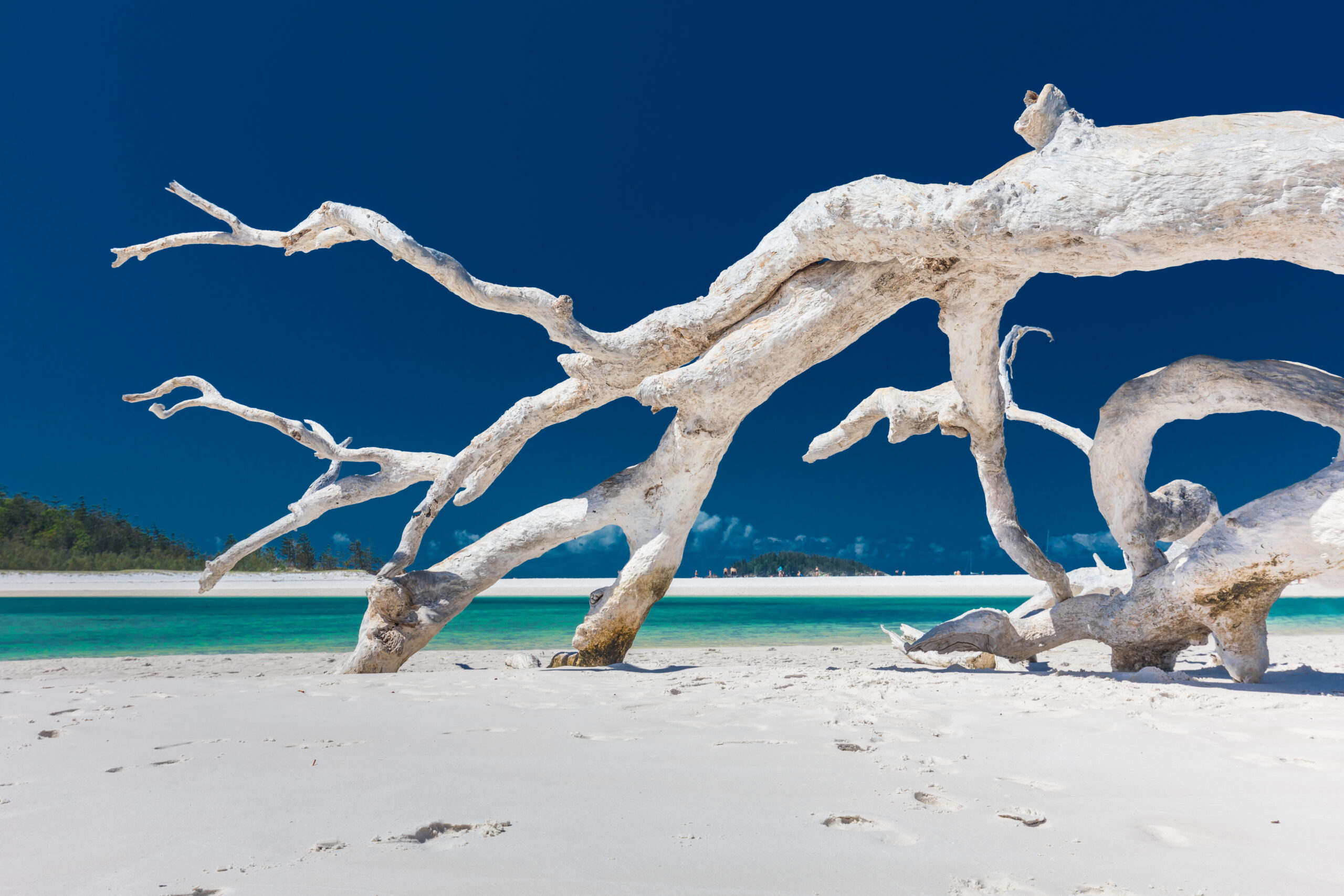 Driftwood on Pristine Tropical Beach Bleached, twisted driftwood branches emerge from a white sandy beach with turquoise waters and