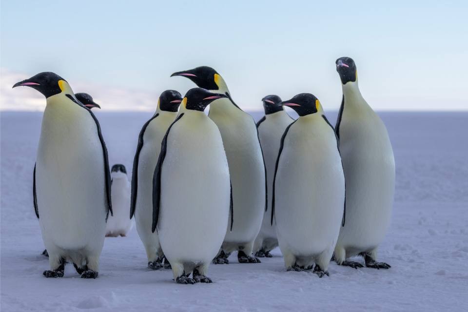 A group of majestic Emperor penguins standing together on a frozen Antarctic ice shelf with the ocean visible in the background.