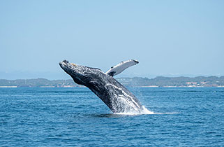 Humpback Whale Breaching in Ocean A magnificent humpback whale performs a dramatic breach in clear blue ocean waters, with its body