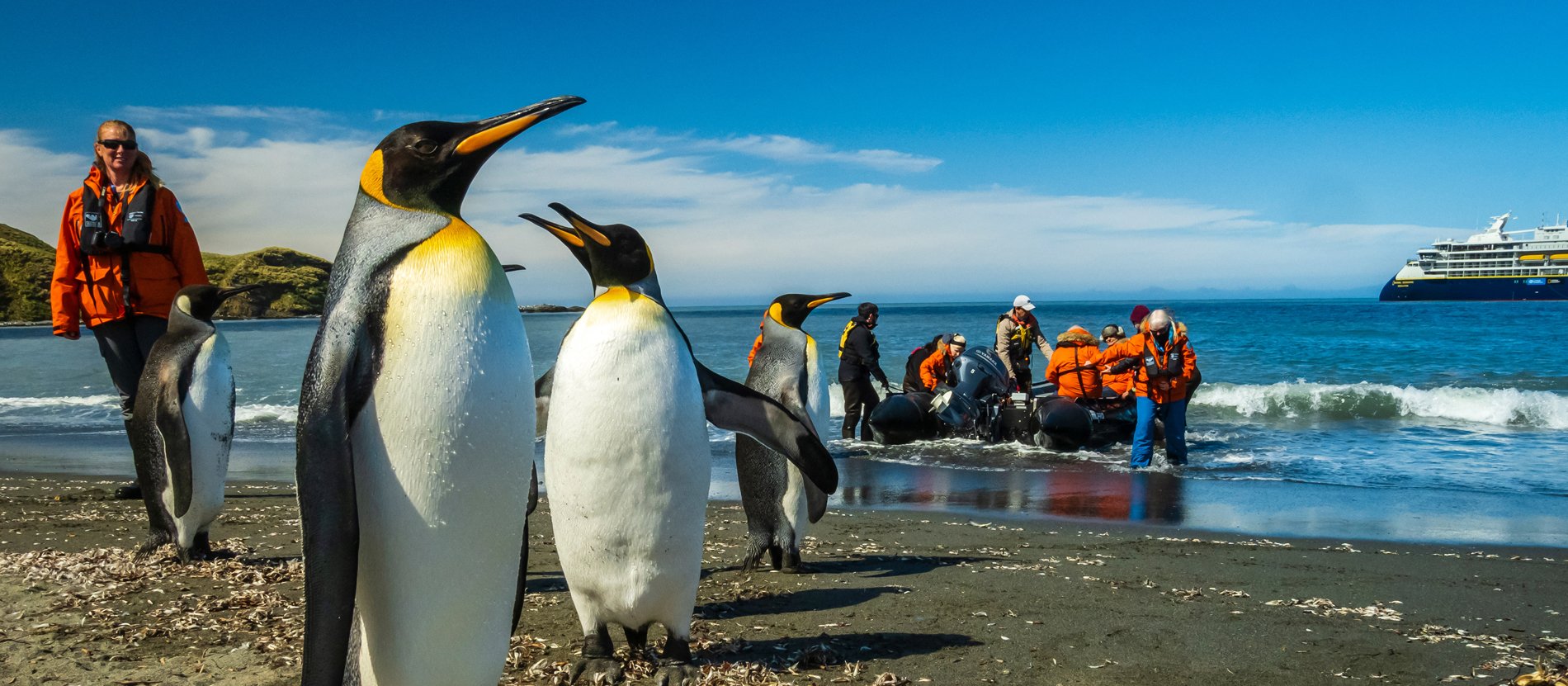 King Penguins Meet Cruise Passengers on Beach King Penguins on beach with cruise passengers in orange life jackets and expedition ship anchored offshore