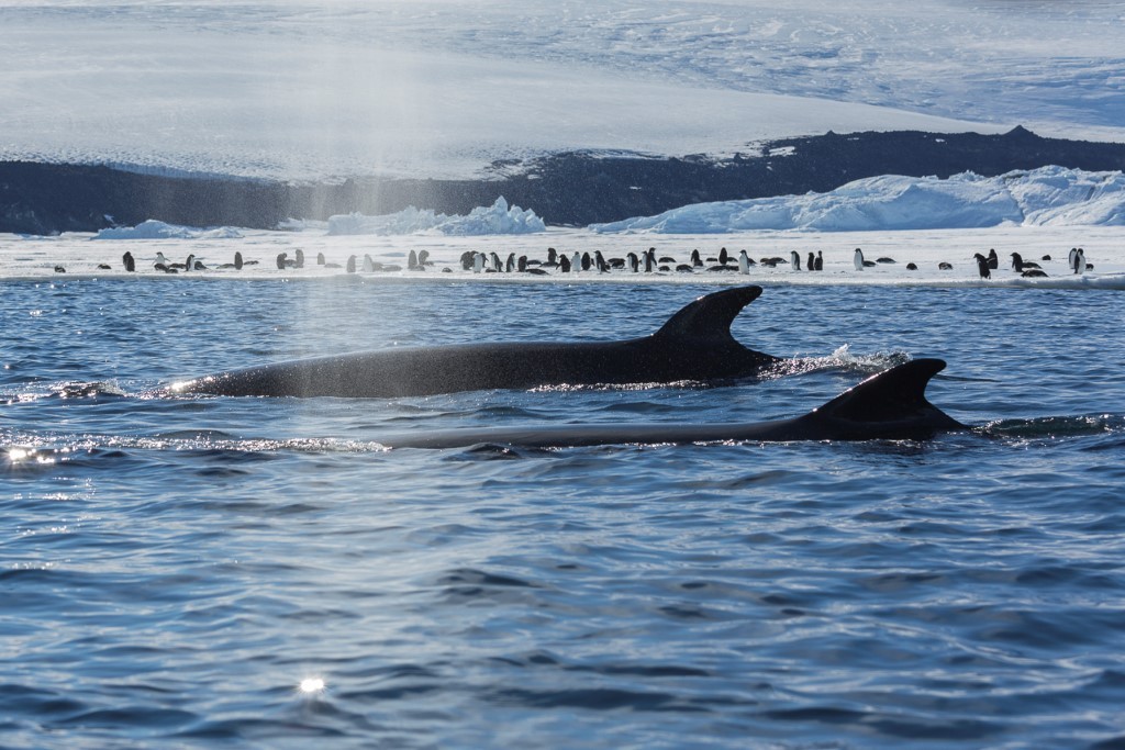 Two large whales surface in icy Antarctic waters while a colony of penguins gathers on a nearby ice shelf. Massive icebergs and glaciers frame the pristine polar landscape, showcasing the remarkable wildlife and dramatic scenery of Antarctica.