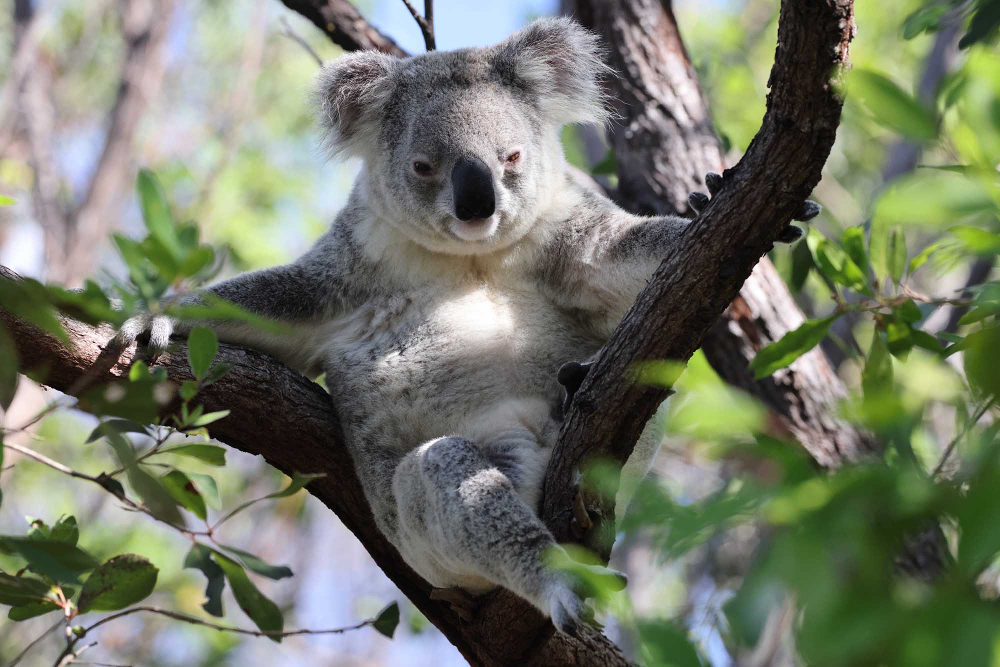 Gold Coast Skyline and Pristine Beach A grey koala perched on a dark tree branch surrounded by green eucalyptus leaves, gazing calmly at the camera. The koala displays its characteristic fluffy ears, dark nose, and stocky build while gripping the branch in its natural arboreal habitat.