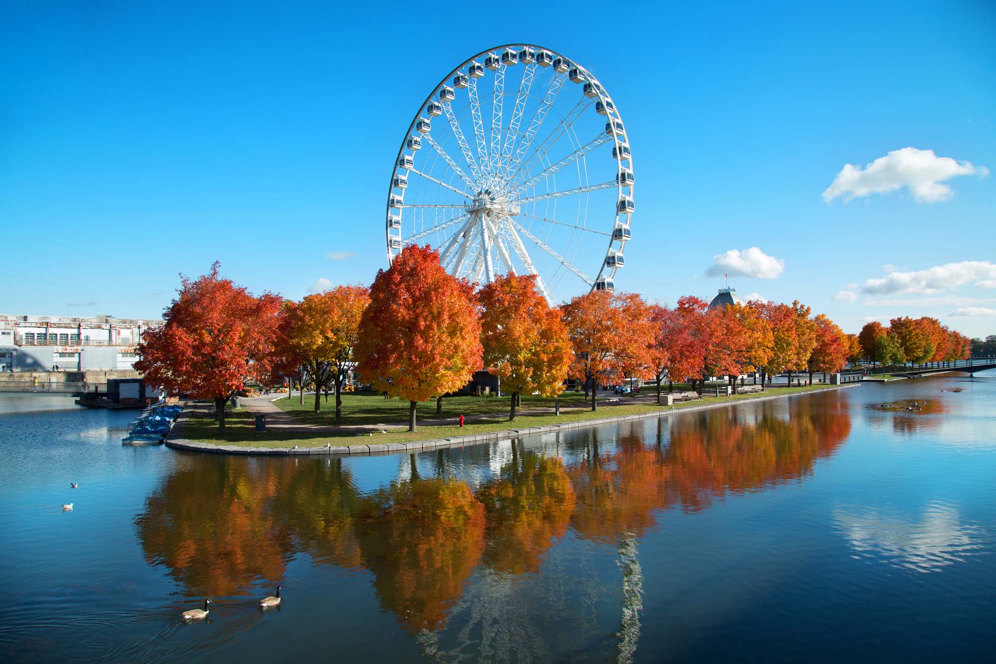 Montreal Great Wheel in Autumn The iconic Montreal Great Wheel dominates the skyline above a scenic waterfront park ablaze with vibrant fall foliage in shades of red, orange, and gold.