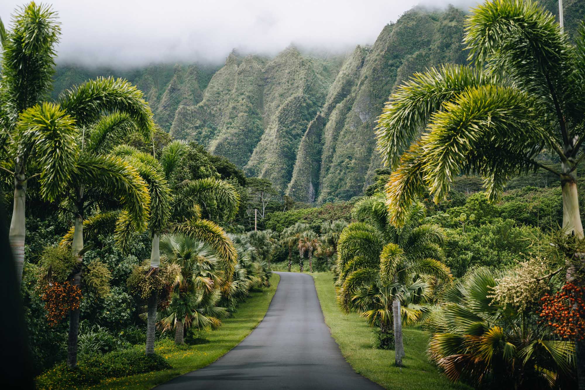 Palm-Lined Road to Tropical Mountain Valley A stunning scenic drive lined with towering palm trees leads toward dramatic verdant mountains shrouded in mist. The manicured landscape features tropical vegetation and a well-maintained asphalt road stretching into a lush valley, characteristic of Hawaiian island scenery.