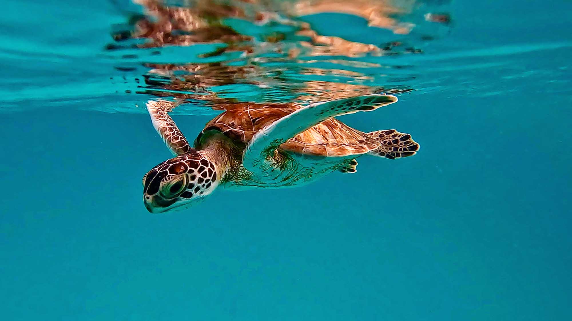 Sea Turtle Swimming in Turquoise Waters A vibrant underwater photograph of a green sea turtle swimming near the surface of clear turquoise water, captured from a snorkeling perspective. The turtle's shell displays distinctive brown and cream patterning, with its flippers extended as it gracefully navigates the shallow tropical waters.