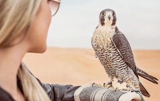 5 Unique Shore Excursions in Africa & Indian Ocean with Luxury Cruise Line, Crystal Cruises