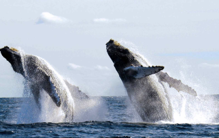 All the Shore Excursion Options at Puerto Vallarta with Norwegian Cruise Line