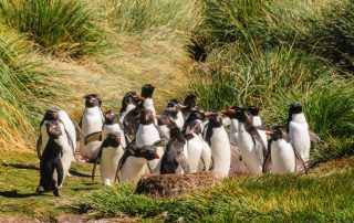 5 Unique Shore Excursions in South America with Crystal Cruises