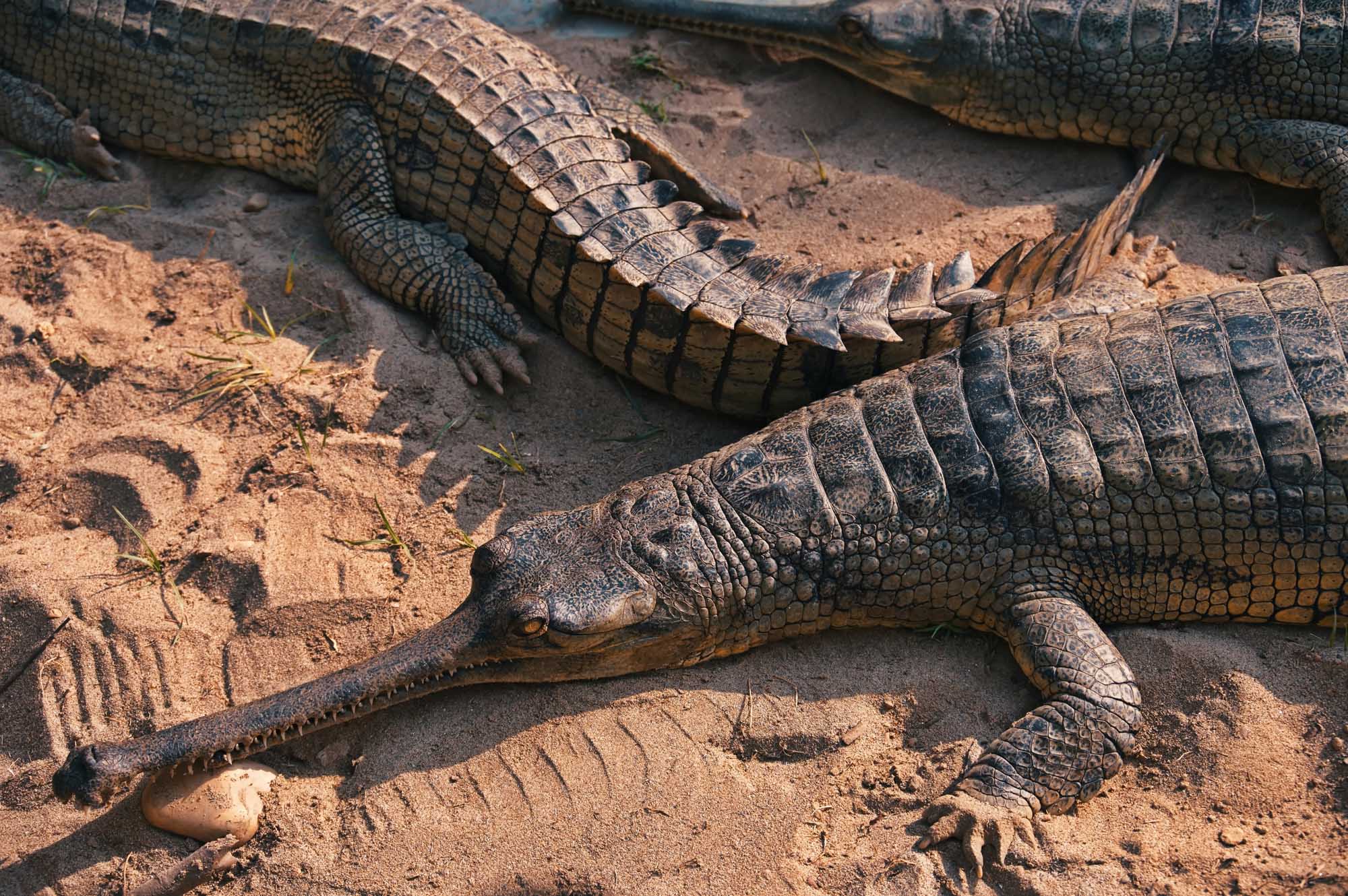 Gharial Crocodiles Basking in Chitwan National Park A group of gharial crocodiles rest on sandy riverbanks in Chitwan National Park, Nepal. These