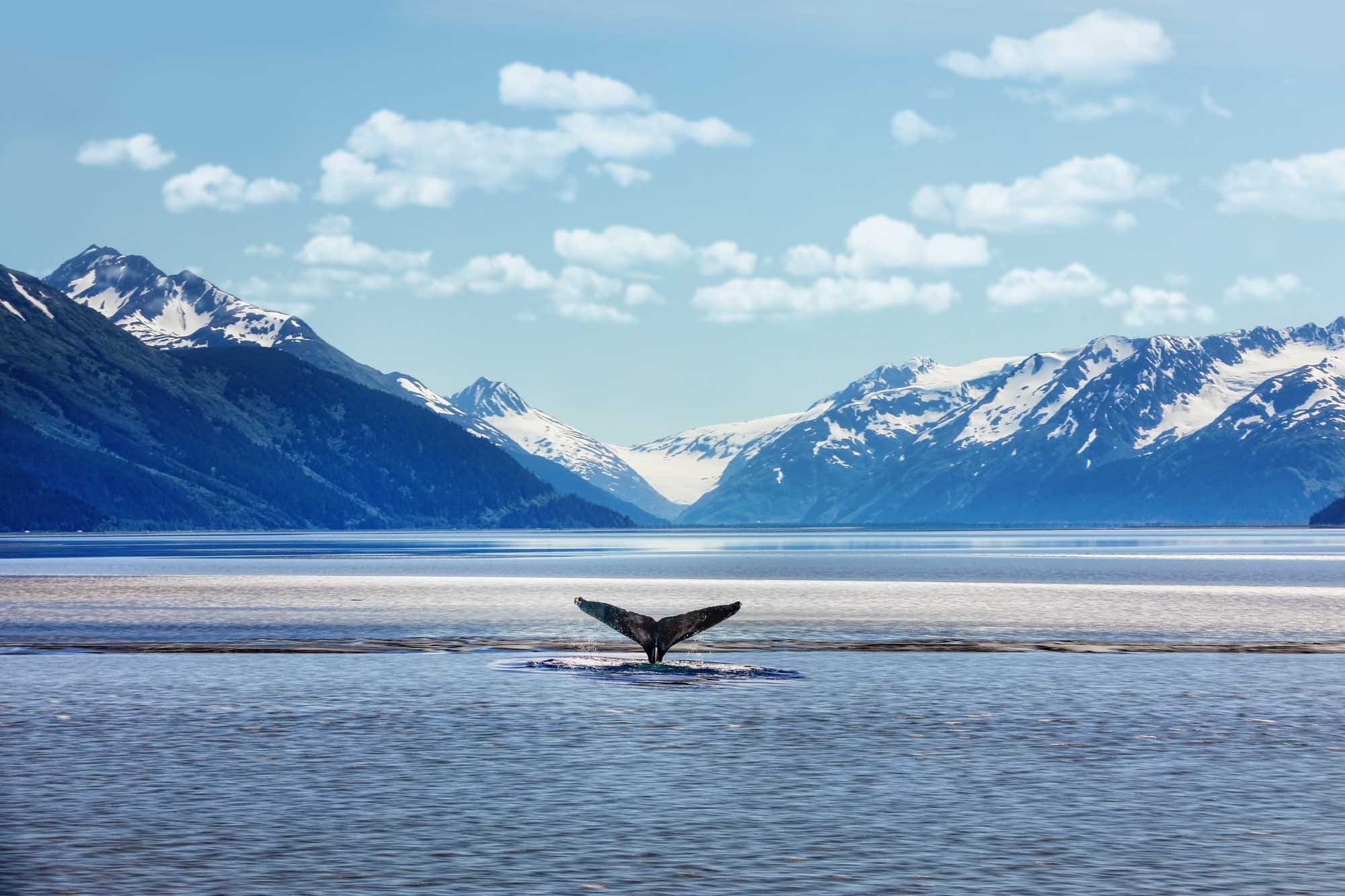 A humpback whale displays its distinctive tail flukes in pristine blue waters, with snow-capped