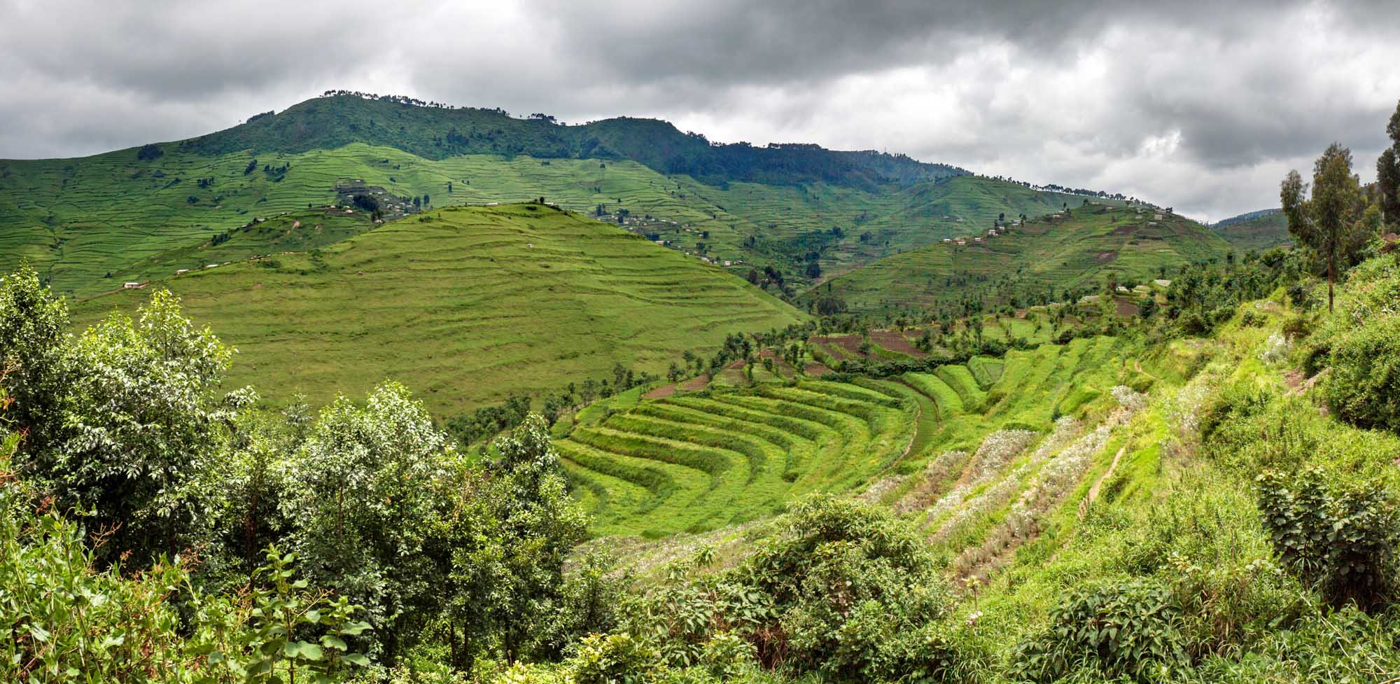 Lush green terraced hillsides in Rwanda's Gishwati forest area showcase newly constructed