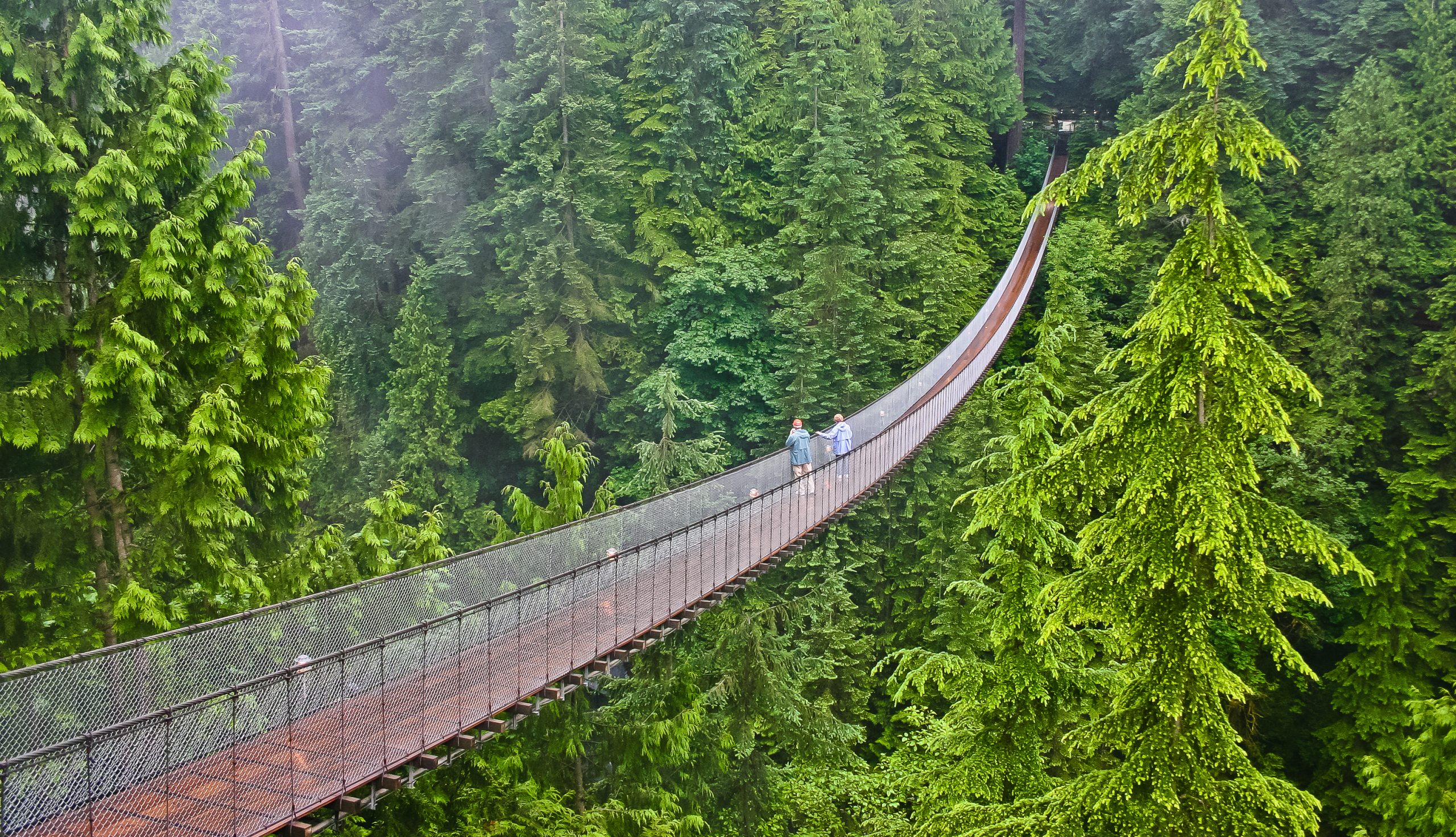 A scenic suspension bridge spans between tall evergreen trees in a dense forest, with visitors